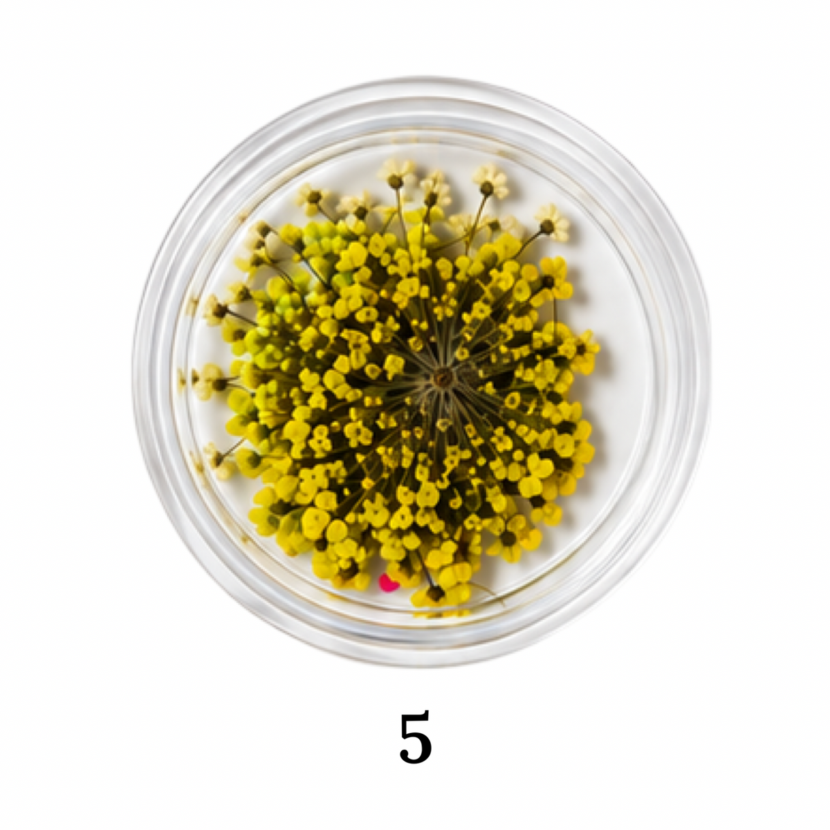 Flower 5